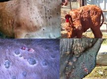 दुधारू गायों में तेजी से फैल रहा है लंपी वायरस- अरुण प्रजापति