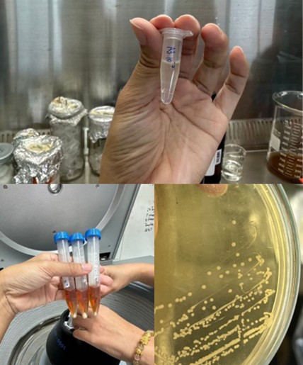การคัดแยกเชื้อ Lactic acid bacteria (LAB) ในรูเมนของแกะเนื้อ เพื่อพัฒนา ...