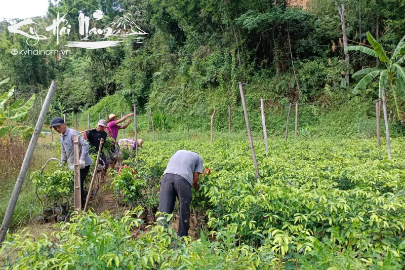 Chăm sóc cây Kỳ Hải Nam Hương Chín