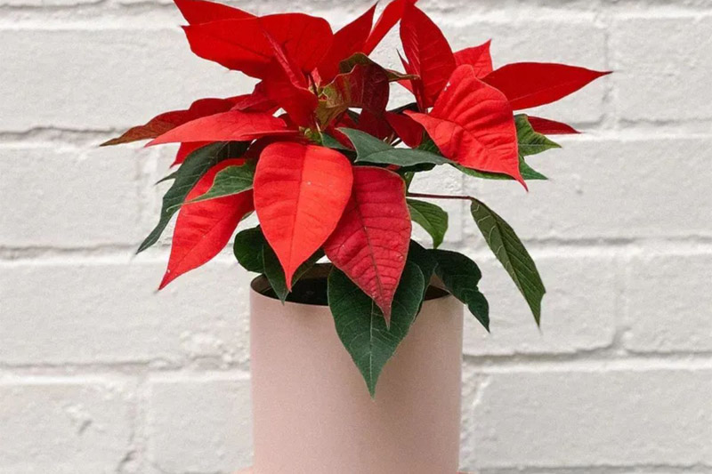 Cây hút tài lộc cho mệnh Hỏa - cây trạng nguyên