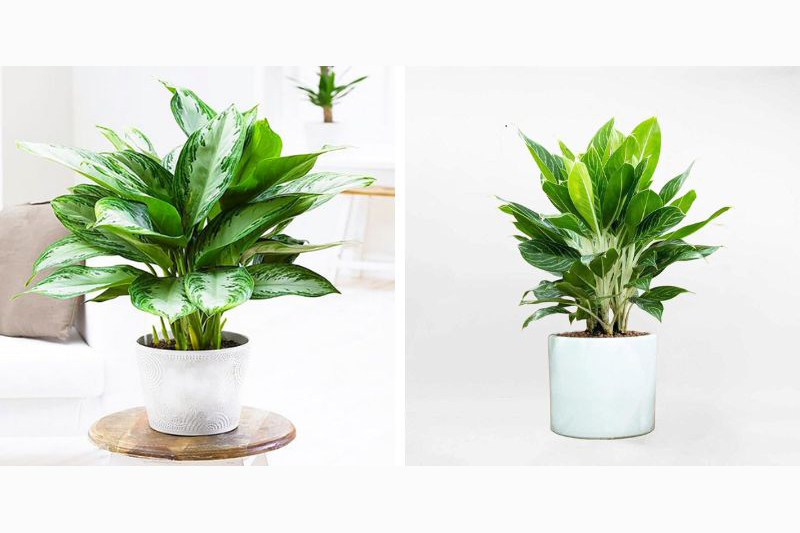 Cây hút tài lộc cho mệnh Kim - Cây bạch mã hoàng tử