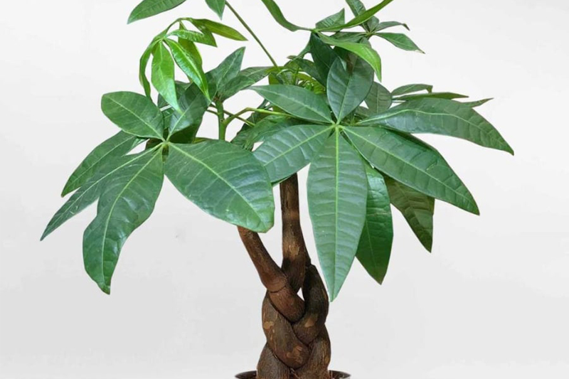 Cây hút tài lộc cho mệnh Mộc - cây Kim Ngân