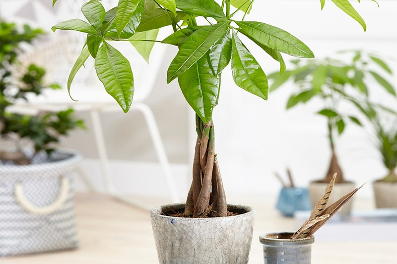 Người mệnh Hỏa nên trồng cây gì trước nhà với cây lâu năm?