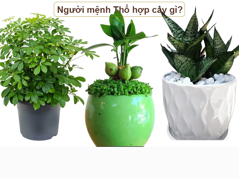 Cây hút tài lộc cho mệnh Thổ chọn theo quy luật gì?