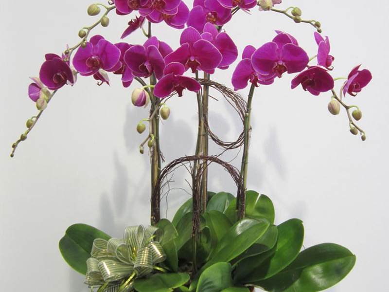 Cây lan hồ điệp màu vàng hoặc tím