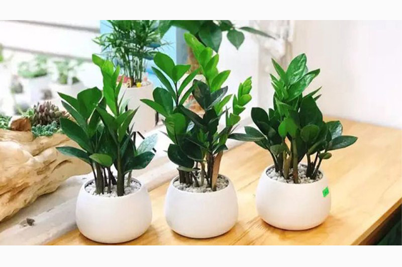 Người mệnh Hỏa nên trồng cây gì trước nhà để thu hút tài lộc