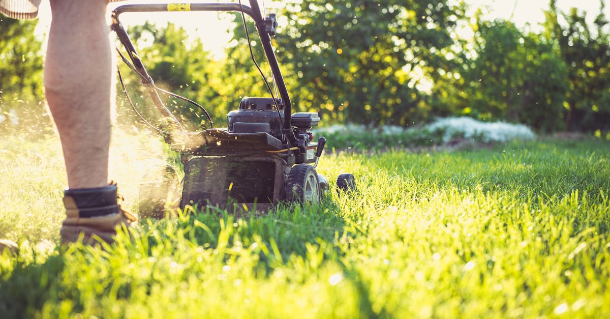 Lawn Upkeep