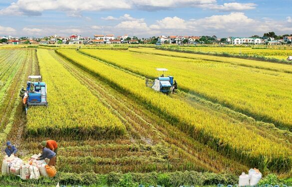 Đối tượng chịu thuế sử dụng đất nông nghiệp là đối tượng nào