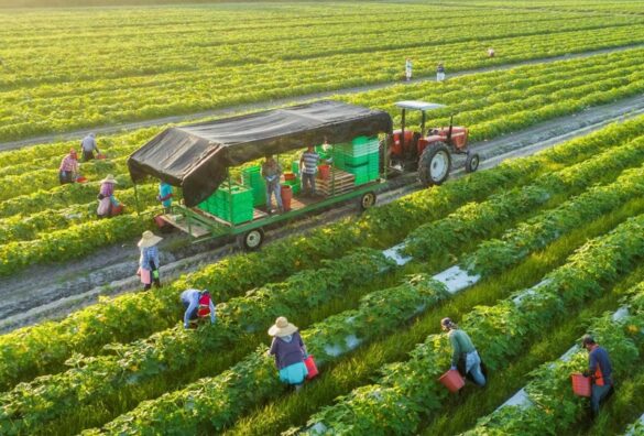 Quy định năm 2023 về việc miễn thuế đất nông nghiệp từ năm nào