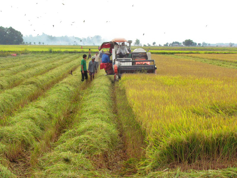 Thủ tục chuyển nhượng đất trồng lúa theo quy định 2023