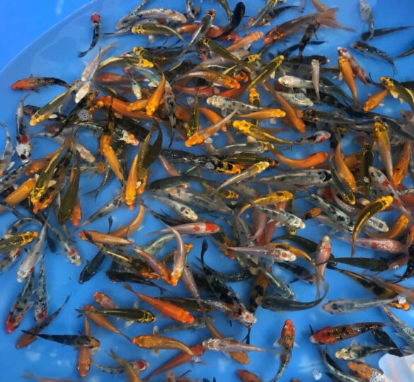 Thủ tục xin giấy phép nhập khẩu cá giống