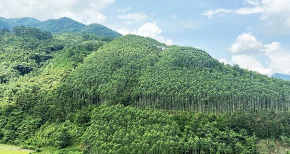 chuyen-doi-dat-rung-san-xuat-sang-dat-thuong-mai-dich-vu