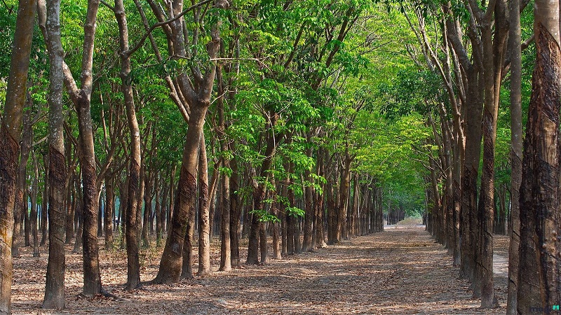 Phí chuyển đổi đất rừng sản xuất sang đất trồng cây lâu năm