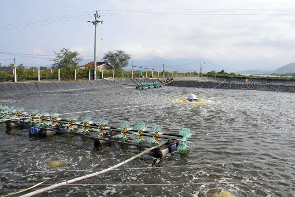 Đất nuôi trồng thủy sản có được xây nhà không năm 2023?