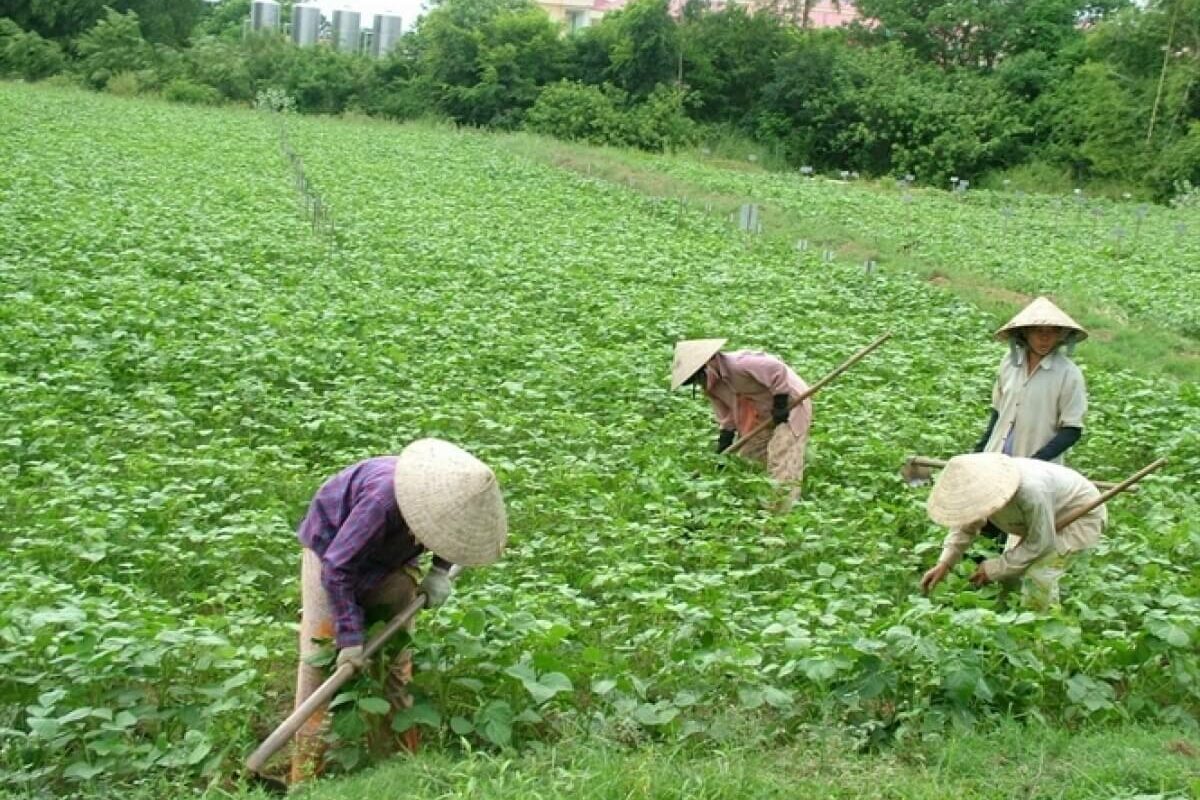 Mẫu đơn xin giao đất