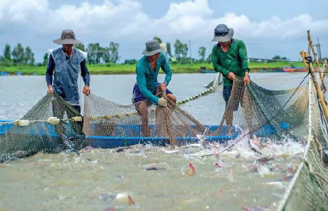 Mẫu giấy xác nhận nuôi trồng thủy sản lồng bè chuẩn quy định