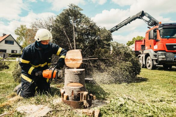 Những trường hợp khai thác rừng không phải xin phép theo quy định?