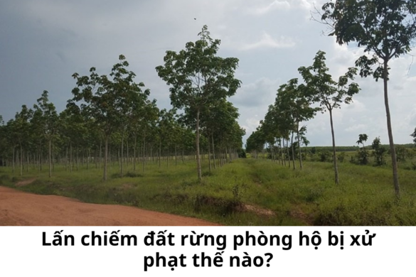 Lấn chiếm đất rừng phòng hộ bị xử phạt thế nào?