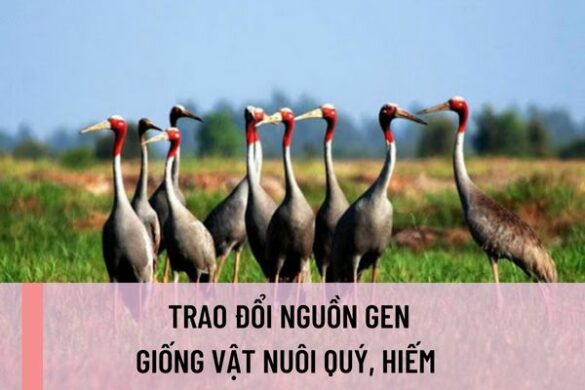 Hồ sơ trao đổi nguồn gen giống vật nuôi quý