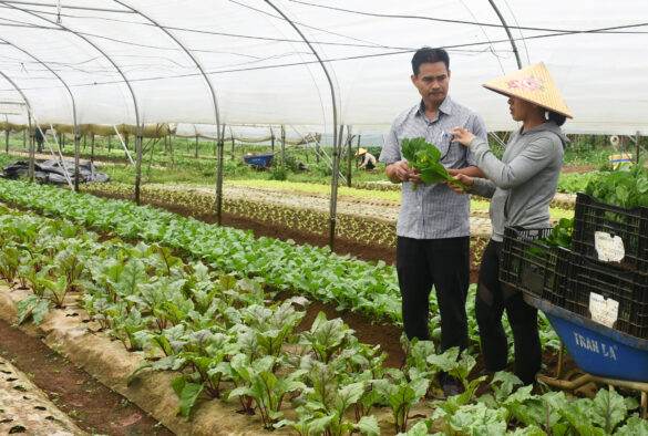Giấy chứng nhận đăng ký hợp tác xã