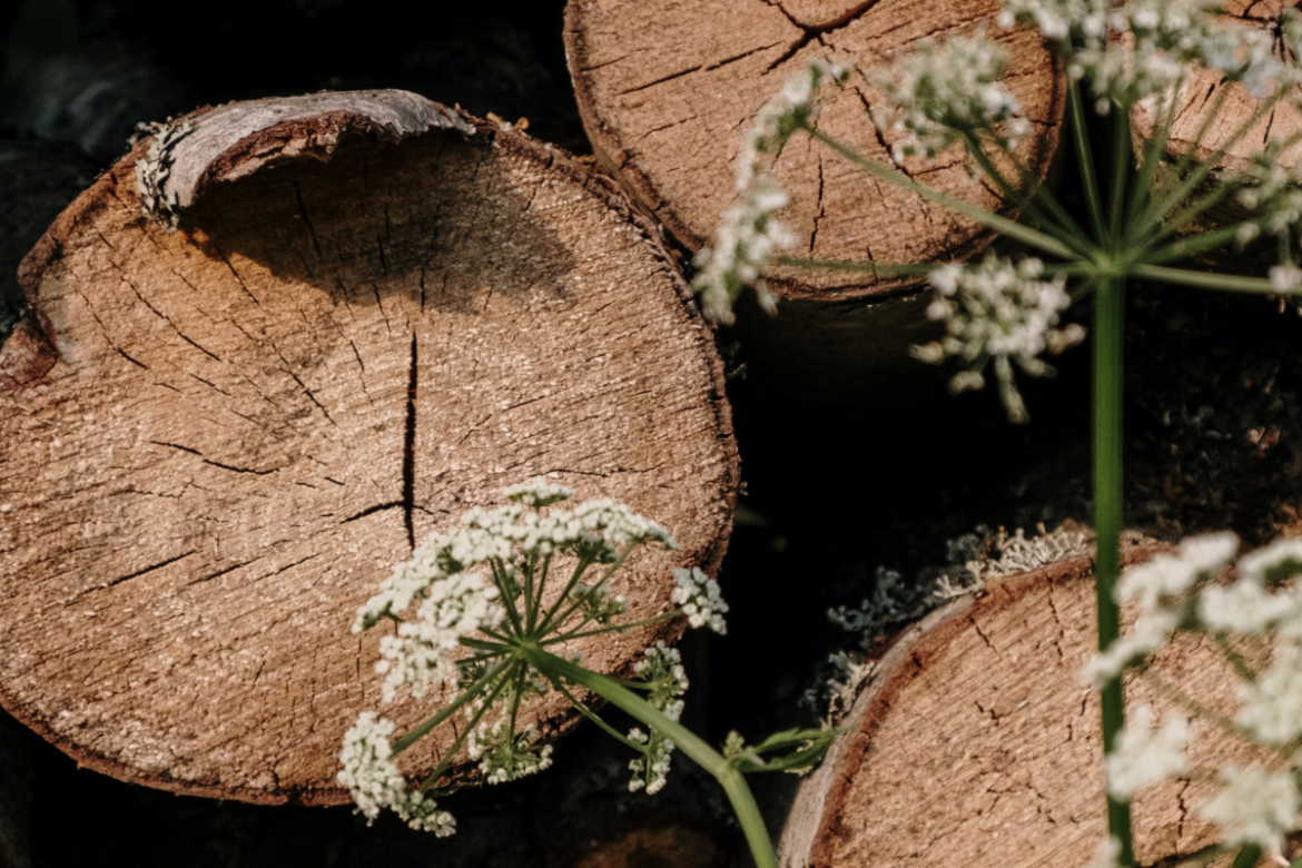 Thủ tục mở cơ sở chế biến lâm sản năm 2023