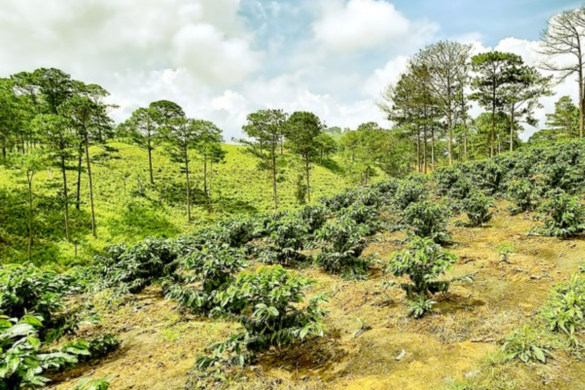 Những lưu ý khi mua đất rừng sản xuất hiện nay