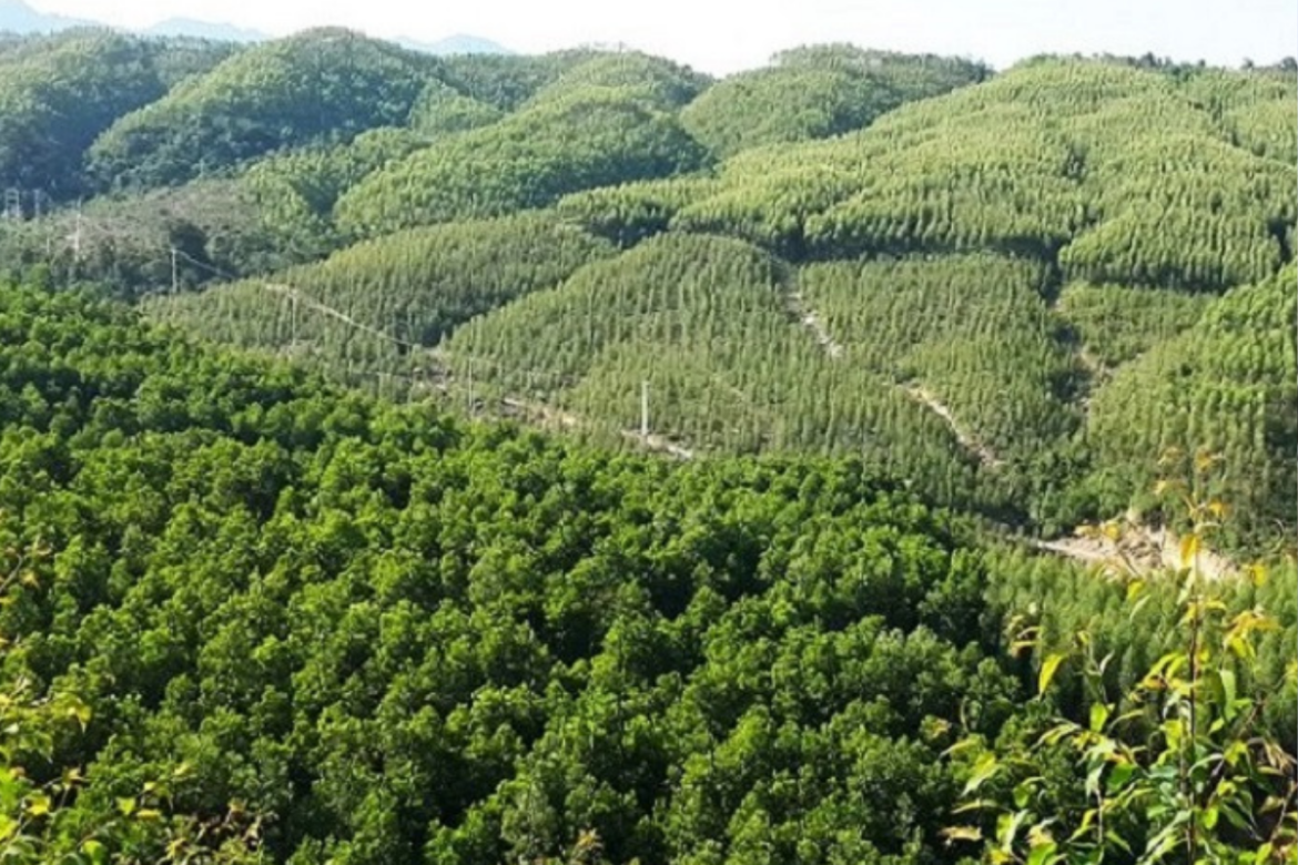 Cá nhân thuê đất rừng sản xuất có những quyền hạn gì?