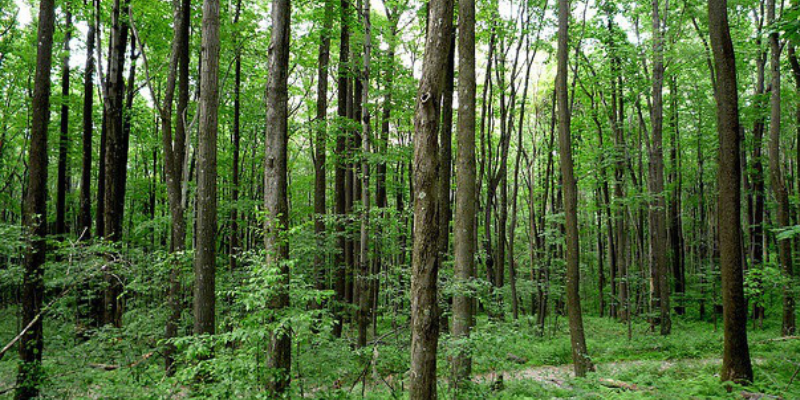 Cá nhân thuê đất rừng sản xuất có những quyền hạn gì?