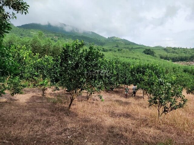 Thế chấp ngân hàng cho vay đất trồng cây lâu năm