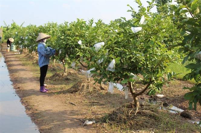 Thế chấp ngân hàng cho vay đất trồng cây lâu năm