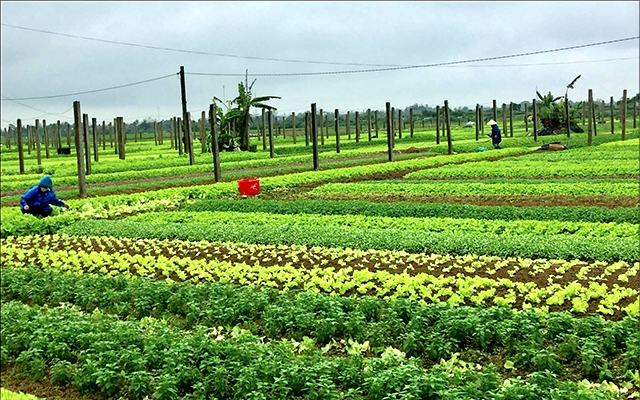 Mẫu đơn xin trả ruộng đất cho nhà nước 