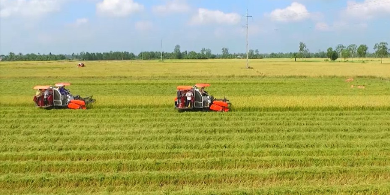 Chính sách bảo vệ và phát triển đất trồng lúa như thế nào?