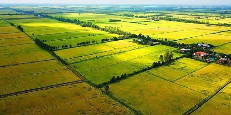 Chính sách bảo vệ và phát triển đất trồng lúa như thế nào?