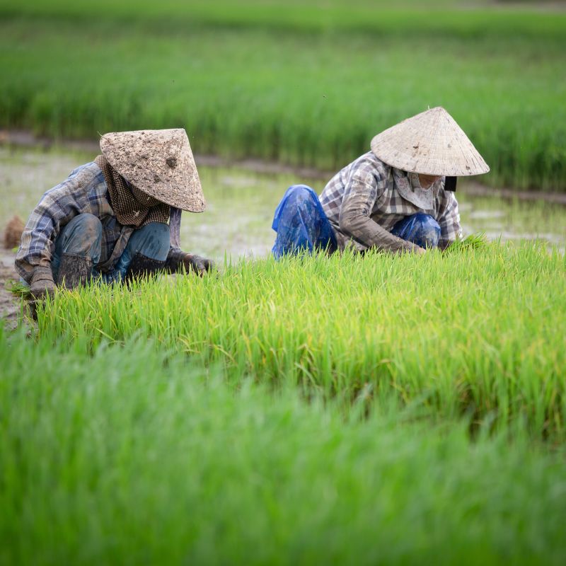 Các quyền của người sử dụng đất tại Việt Nam