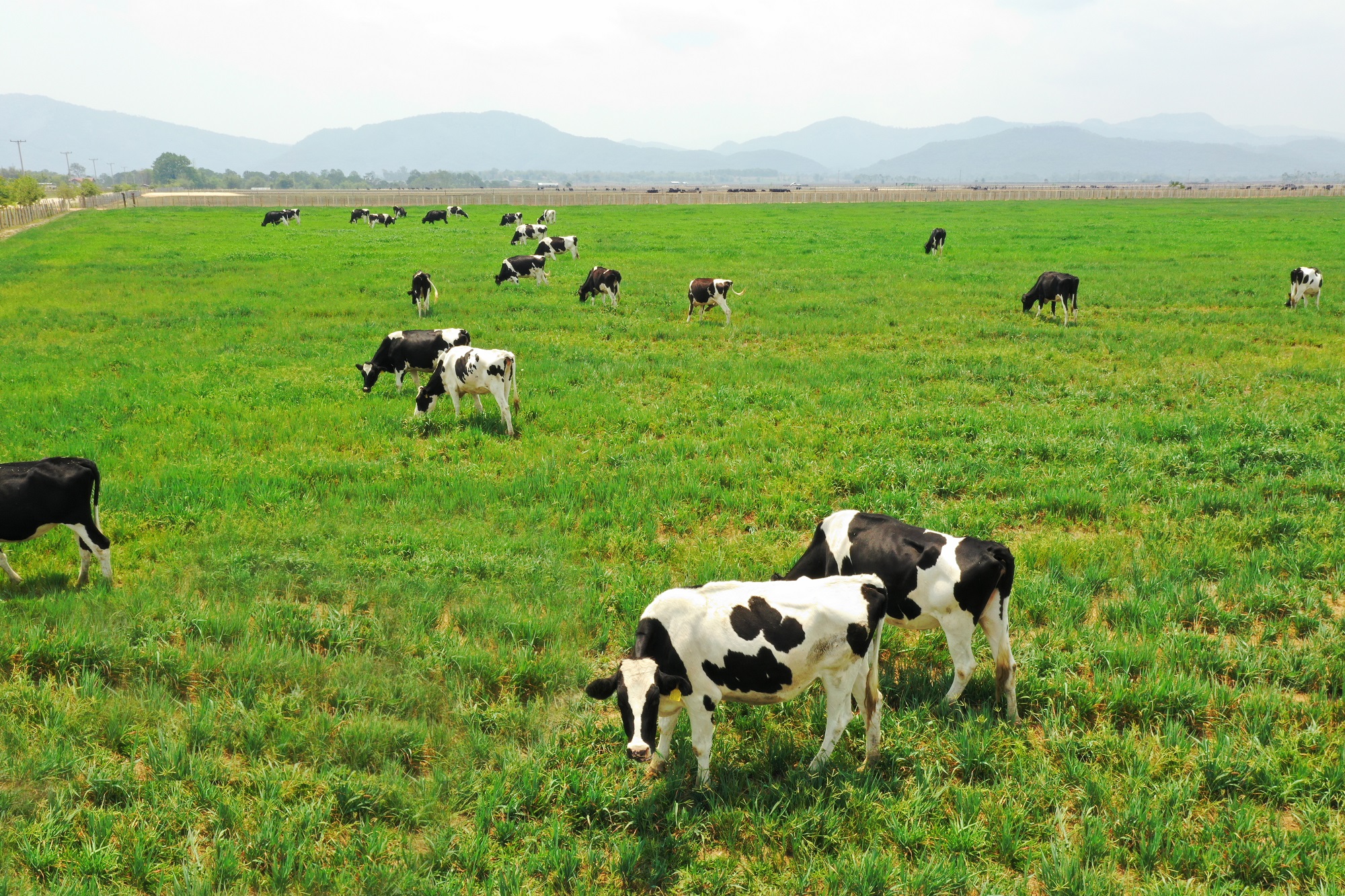 Thủ tục chuyển đổi đất nông nghiệp sang đất trang trại chăn nuôi
