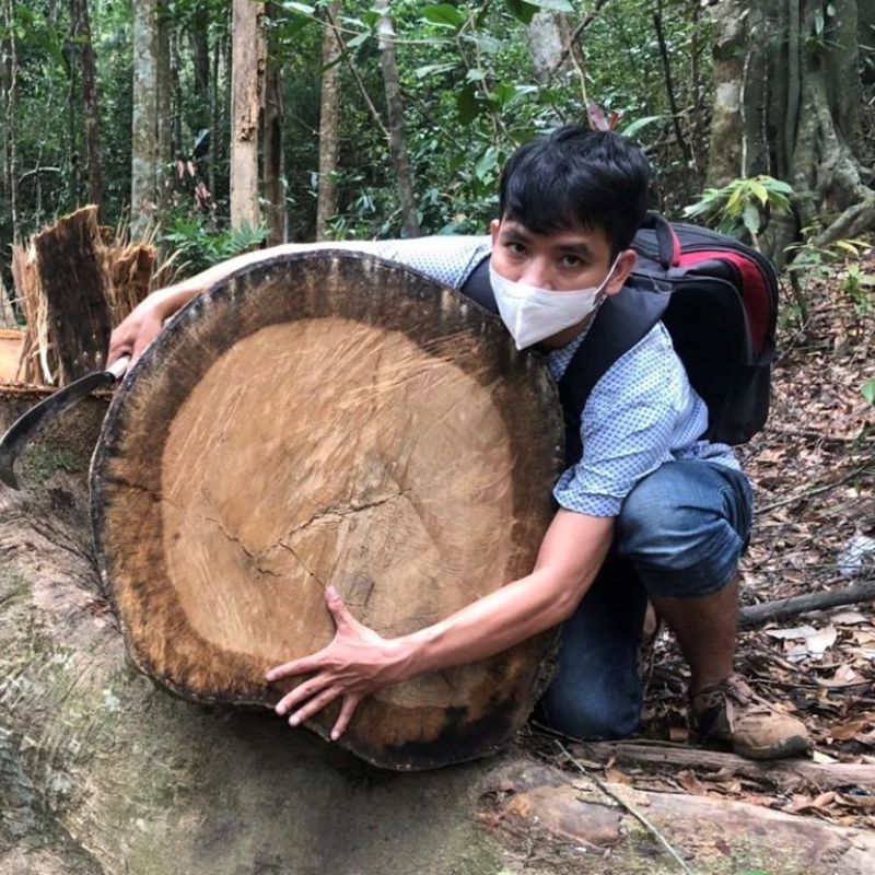 Hành vi khai thác gỗ trái phép làm cho rừng bị tàn phá bị xử phạt như thế nào?