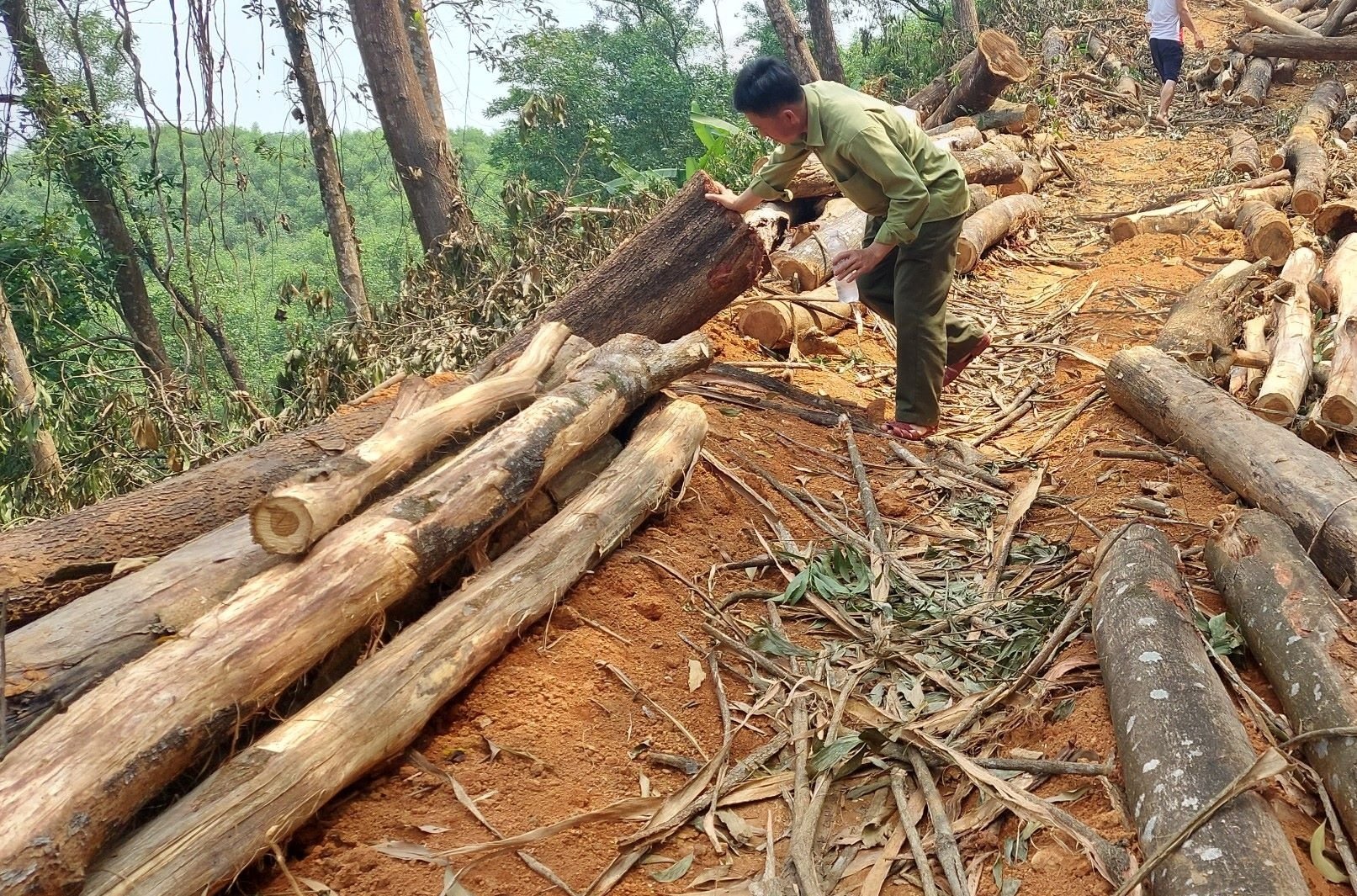 Quy định về khai thác gỗ rừng trồng