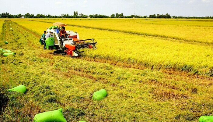 Chuyển đổi đất trồng lúa sang đất phi nông nghiệp