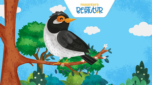 Jalak_Muria_yang_Ramah