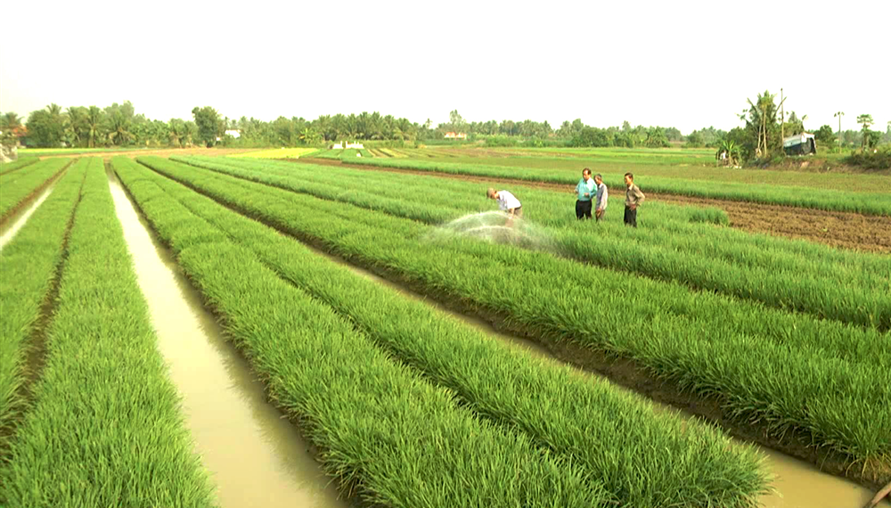 Chuyển đổi cơ cấu cây trồng trên đất trồng lúa tại Đà Nẵng