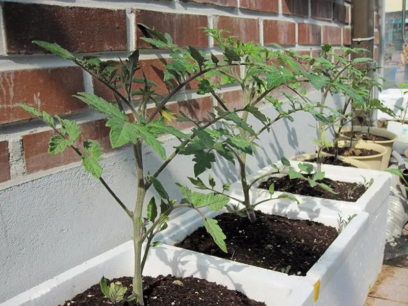 Hướng dẫn cách trồng cà chua trong thùng xốp bằng chồi non