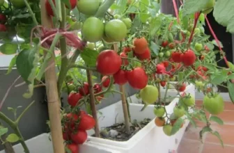 Chi tiết cách trồng cà chua trong thùng xốp tại nhà