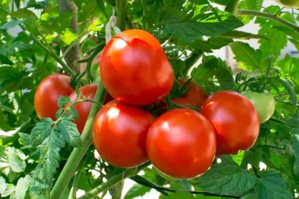 Chi tiết cách trồng cà chua trong thùng xốp tại nhà