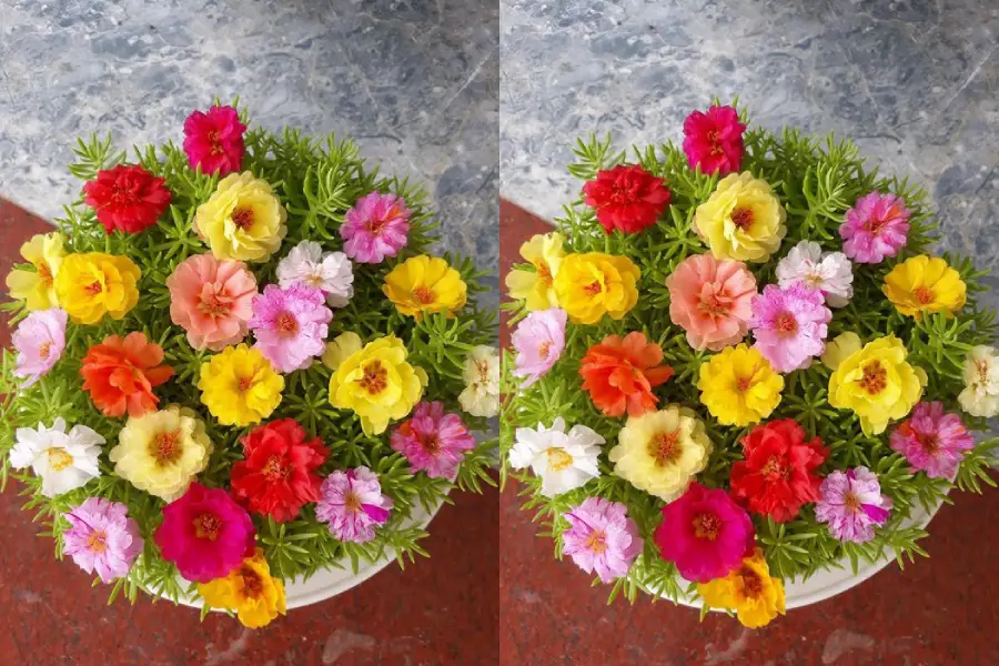 Hoa lay ơn: Cách bảo quản, Ý nghĩa, Giá bán & cách cắm hoa