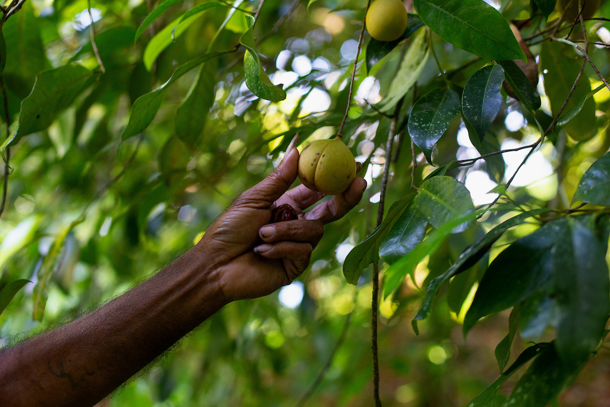 pala kebun