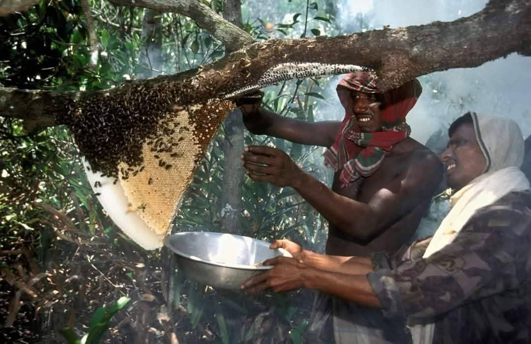 Honey - সুন্দরবনের মধু