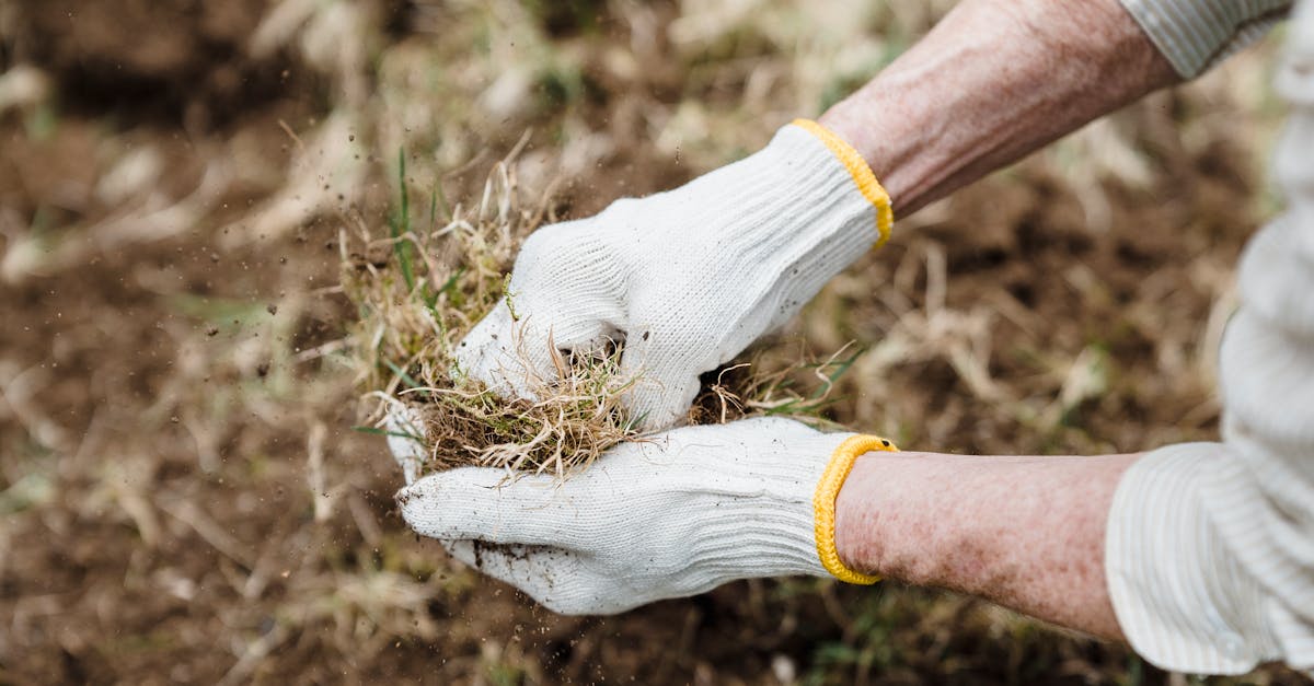 Queen Creek lawn care services