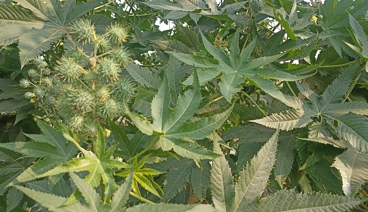 বিলুপ্তির পথে জাদুকরী ঔষধিগুণে সমৃদ্ধ ভেন্না পাতার উপকারিতা