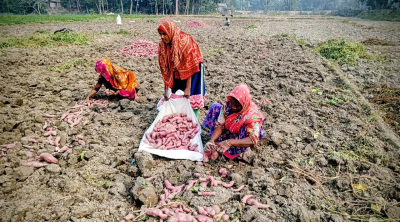 সরিষাবাড়ীতে মিষ্টি আলুর ফলন কম, মৌসুম শেষে দামও পড়ে গেছে