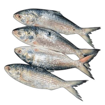 ইলিশ মাছ